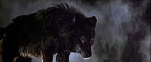 One of the wolves in Wolfen